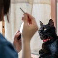 猫が口にすると危険な『飼い主が使うケア用品』6選　体に与える影響やトラ…
