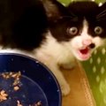 車で暖を取り命を繋いだ子猫…ご飯に歓喜する姿に涙