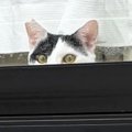 家を出た飼い主→『窓』を見たら、2匹の猫が…「最高のお見送りｗ」まさかの…