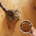 食事療法だけでは改善しない？猫の『難治性腸疾患』新たな治療の可能性と…