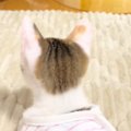 新入り子猫と2匹の先住猫→『初顔合わせ』をした結果…まさかの光景に爆…