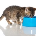 猫の慢性腎不全の症状や原因、治療と予防法