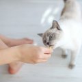 猫を褒めてしつける『陽性強化法』とは？　4つの活用方法から心がける…