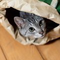 猫が死の直前に飼い主へ伝えたい5つのこと