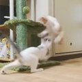 『生まれが違う2匹の保護子猫』が初めて対面したら…"激しすぎる…