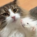 一緒に暮らす猫のことが大好きなフェレット→『猛アピール』をしたら…『可…