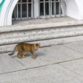 300年間、エルミタージュ美術館をネズミから守り続ける猫たち　ロシア