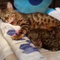 なんでそうなるの！？赤ちゃん猫を助けに行ったママ猫…