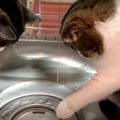 『不思議だニャ！』流れる水を観察する親子猫さん