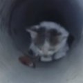 3日間、『下水管の中』で鳴き続けた子猫→ごはんで誘っても出てこなくて…緊…