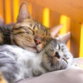 愛猫の『幸福度』を見極めるためのポイント4つ　日常に表れる幸せサインか…