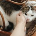 愛猫が『亡くなる直前』にあなたに伝えたいことは？猫たちの最期の伝…