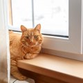 玄関でお見送りした猫はその後どうしてるの？留守中の過ごし方５つ