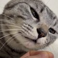 『意外と激レア？』落ちていた猫ちゃんの真っ黒おヒゲを収穫！