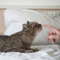 猫が飼い主さんの『ニオイをかぎたくなる』タイミング3つ　どんな“メ…