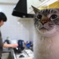 『美味しそうなお肉…』待ちきれない様子でキッチンに佇む猫ちゃん