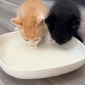 2匹の保護子猫が初めて家に来た日→『ミルク』をあげると…『尊い光景』に癒…