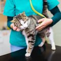猫の『突然死』を招く4つの原因　年齢に関わらないリスクや起こさないため…