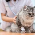 通院だけじゃない！猫の『受診スタイル』4選　困ったときの選択肢とし…