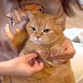 『爪切り大嫌いなネコ』→突然抵抗しなくなったと思ったら…思わず笑っ…