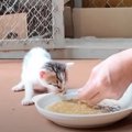 初めて離乳食を食べた『腹ペコな赤ちゃん猫』→次の瞬間……思わず吹き出す『…