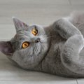 ブリティッシュショートヘアの目の色は何色？種類と毛色との関係を解説