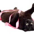 猫の『おもちゃ代わり』に使ってはいけない危険なもの6選　思わぬ事故につ…