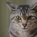 猫が『不満を抱えている時』の仕草・行動5つ！それぞれにあった解消法…