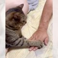 パパが猫を『手遊び』に誘ってみた結果…まさかの『可愛すぎるバトル』が24…