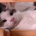 ベッドの掃除をしたいママ→猫が全然退いてくれなくて…『爆笑のやりとり』…