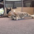 “歩けない”１歳の猫→パパが「おいで」と呼んだ結果…一生懸命『呼びか…