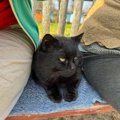 ネズミ駆除や乗客の出迎えをこなして人気の「カフェの黒猫」が、新たに「…