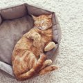 猫が『いびき』をかく原因4つ　注意が必要な病気や見分ける方法まで解説