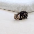 子猫が大ジャンプを決めた瞬間…『まさかのポーズ』が可愛すぎると134…