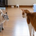 猫同士で『追いかけっこ』をしているときの理由3選　仲良いの？悪いの？や…