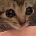 初めて水を飲む保護子猫→『表情』が変化して…一生懸命な様子が可愛すぎる…