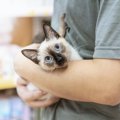 猫が『抱っこ嫌い』になる5つの心理！上手に抱っこする秘訣は？