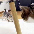 無邪気な２匹の保護子猫→“元末っ子”の先住猫と遭遇した結果…思った以…