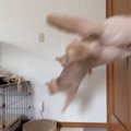 3歳になったら落ち着くという説があるけど…猫2匹の様子を見てみると→…