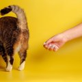 猫と『仲直りしたい時』にすべき５つのこと