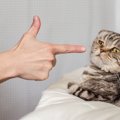 猫との絆を壊す『飼い主の暴言・態度』5選　ストレスから病気になる危…