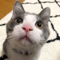 自分を人間だと思ってる猫がしがちな仕草や行動３つ