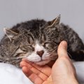 室内飼育の猫に見られる『死の前兆』5選　猫たちが教えてくれる“お別…