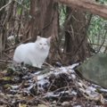 雪が降る寒い山奥に『1匹でいた警戒心の強い猫』が保護された結果…思わず…