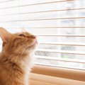 猫にまつわる『迷信＆言い伝え』３選！化け猫から招き猫まで♪