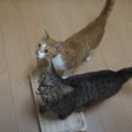 待ちきれない猫ちゃんたち！ご飯時に起こった大惨事…