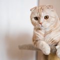 『まんまるな体型』が特徴的な猫種4選　種類別の魅力や性格の傾向など…