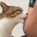 猫にいつも『毛づくろいされるパパ』→毛並みよくなるの？と聞いたら…ほっ…