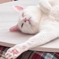 『猫はこたつで丸くなる』を見事に裏切った『こたつの上で爆睡する白…