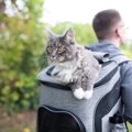 猫を『運ぶ』時に起こりやすいトラブル5つ